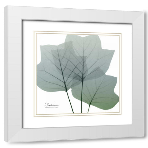 Rainy Tulip Tree White Modern Wood Framed Art Print with Double Matting by Koetsier, Albert