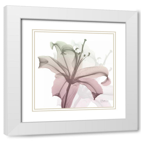 Neapolitan Lily White Modern Wood Framed Art Print with Double Matting by Koetsier, Albert