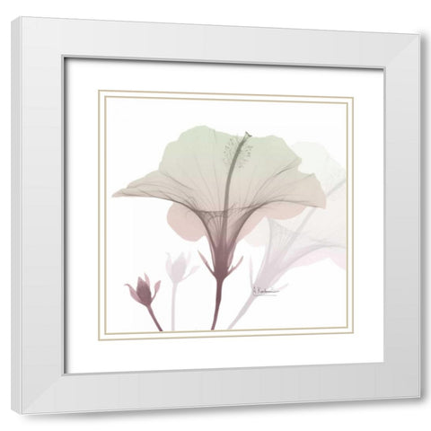 Neapolitan Hibiscus White Modern Wood Framed Art Print with Double Matting by Koetsier, Albert