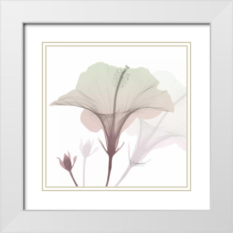 Neapolitan Hibiscus White Modern Wood Framed Art Print with Double Matting by Koetsier, Albert