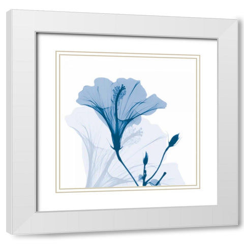 Hibiscus Chiller White Modern Wood Framed Art Print with Double Matting by Koetsier, Albert