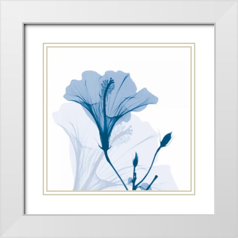 Hibiscus Chiller White Modern Wood Framed Art Print with Double Matting by Koetsier, Albert