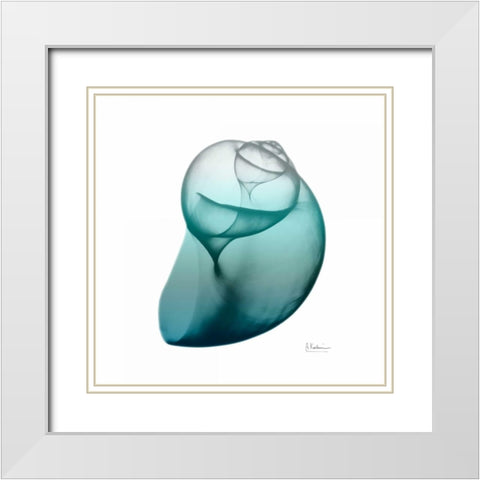 Teal Water Snail White Modern Wood Framed Art Print with Double Matting by Koetsier, Albert