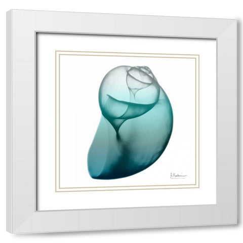 Water Snail 3 White Modern Wood Framed Art Print with Double Matting by Koetsier, Albert