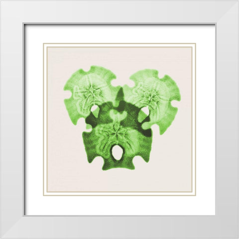 Sage Sand Dollars L326 White Modern Wood Framed Art Print with Double Matting by Koetsier, Albert