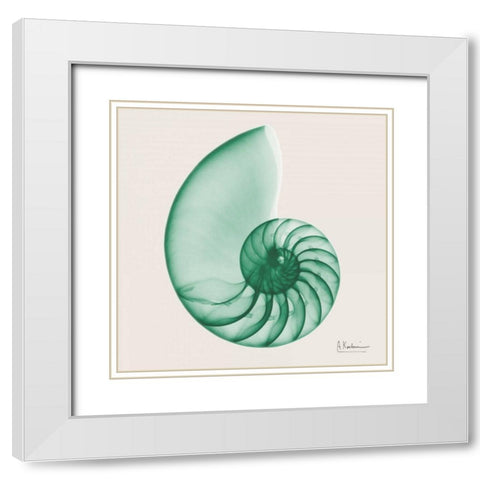 Jade Water Snail White Modern Wood Framed Art Print with Double Matting by Koetsier, Albert
