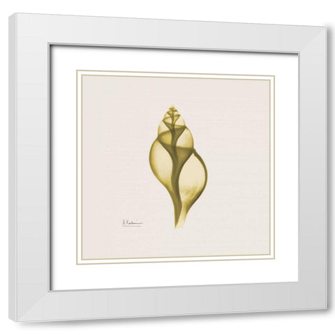 Genie Tulip Shell White Modern Wood Framed Art Print with Double Matting by Koetsier, Albert