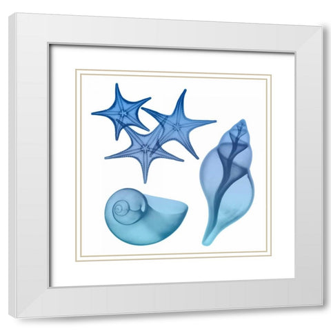 Blue Ombre Sea Life White Modern Wood Framed Art Print with Double Matting by Koetsier, Albert