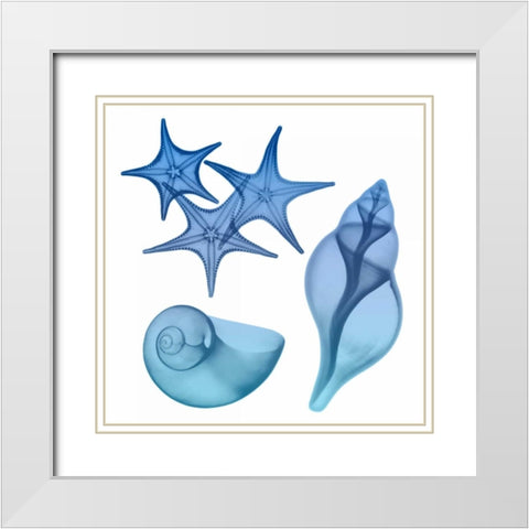 Blue Ombre Sea Life White Modern Wood Framed Art Print with Double Matting by Koetsier, Albert