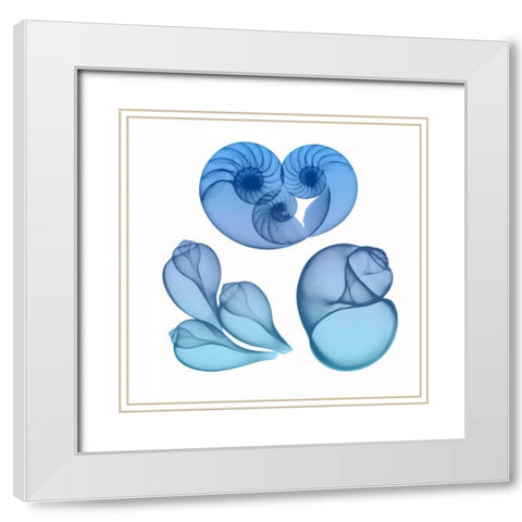 Blue Ombre Sea Life 2 White Modern Wood Framed Art Print with Double Matting by Koetsier, Albert