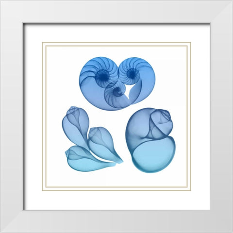 Blue Ombre Sea Life 2 White Modern Wood Framed Art Print with Double Matting by Koetsier, Albert