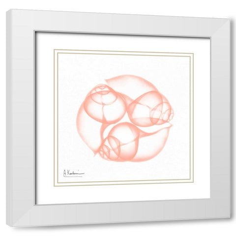 Dry Snail Peach White Modern Wood Framed Art Print with Double Matting by Koetsier, Albert
