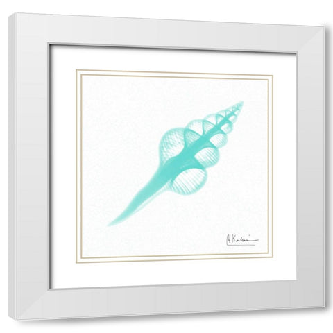 Dry Fusinus Colus Seafoam White Modern Wood Framed Art Print with Double Matting by Koetsier, Albert