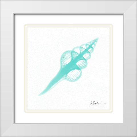 Dry Fusinus Colus Seafoam White Modern Wood Framed Art Print with Double Matting by Koetsier, Albert