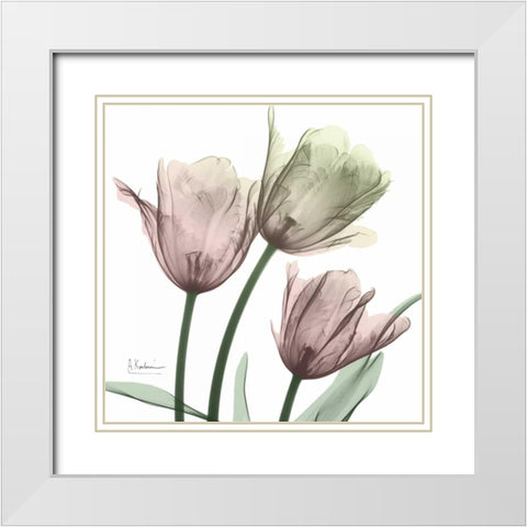 Natural Luster Tulips 1 White Modern Wood Framed Art Print with Double Matting by Koetsier, Albert