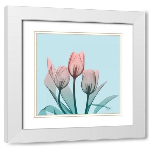 Awakening Tulips 2 White Modern Wood Framed Art Print with Double Matting by Koetsier, Albert