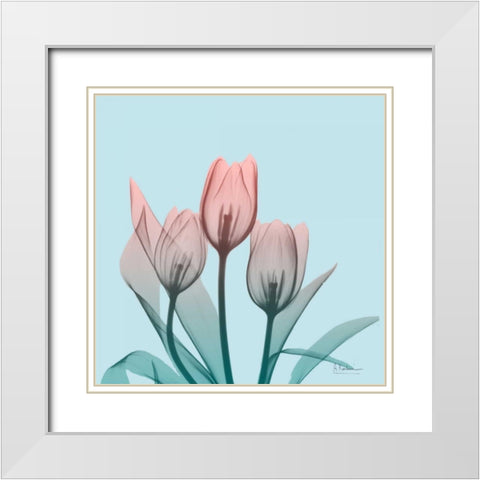 Awakening Tulips 2 White Modern Wood Framed Art Print with Double Matting by Koetsier, Albert