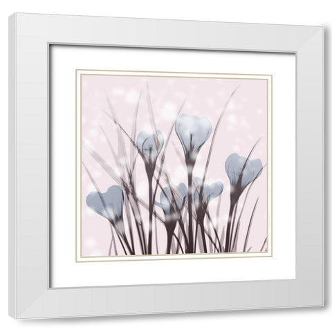 Salmon Crocus White Modern Wood Framed Art Print with Double Matting by Koetsier, Albert