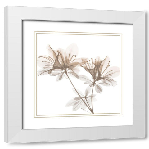 Dry Azalea 2 White Modern Wood Framed Art Print with Double Matting by Koetsier, Albert