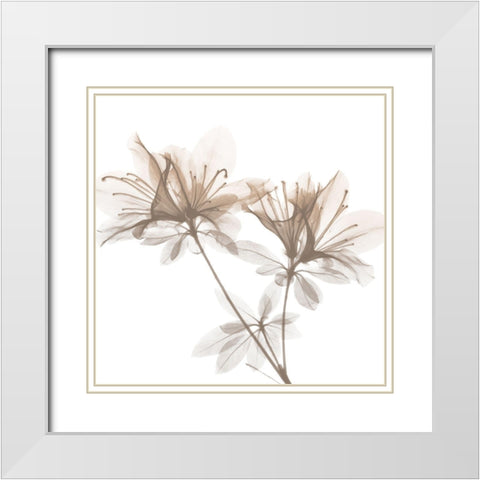 Dry Azalea 2 White Modern Wood Framed Art Print with Double Matting by Koetsier, Albert