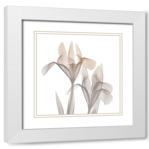 Dry Iris 1 White Modern Wood Framed Art Print with Double Matting by Koetsier, Albert