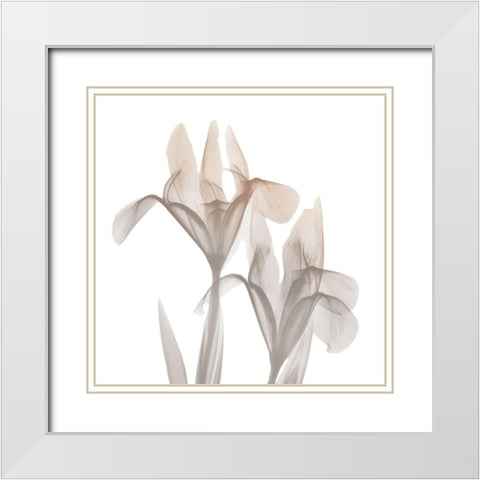 Dry Iris 1 White Modern Wood Framed Art Print with Double Matting by Koetsier, Albert