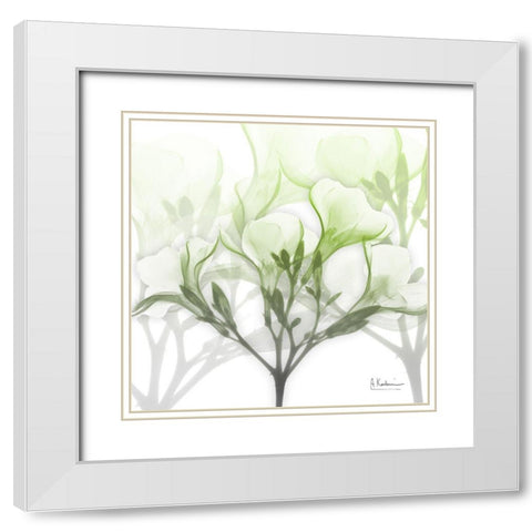 Seasoned Oleander White Modern Wood Framed Art Print with Double Matting by Koetsier, Albert