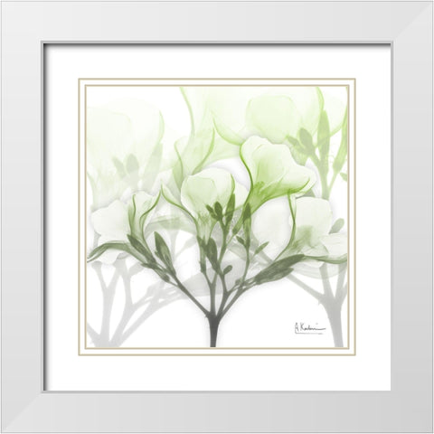 Seasoned Oleander White Modern Wood Framed Art Print with Double Matting by Koetsier, Albert