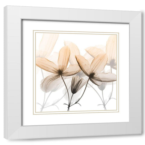 Bittersweet Clematis White Modern Wood Framed Art Print with Double Matting by Koetsier, Albert