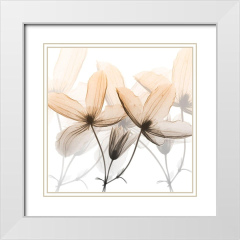 Bittersweet Clematis White Modern Wood Framed Art Print with Double Matting by Koetsier, Albert