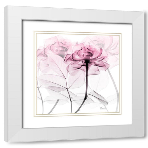 Lavish Pink Rose White Modern Wood Framed Art Print with Double Matting by Koetsier, Albert