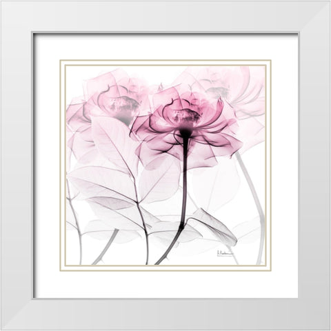 Lavish Pink Rose White Modern Wood Framed Art Print with Double Matting by Koetsier, Albert