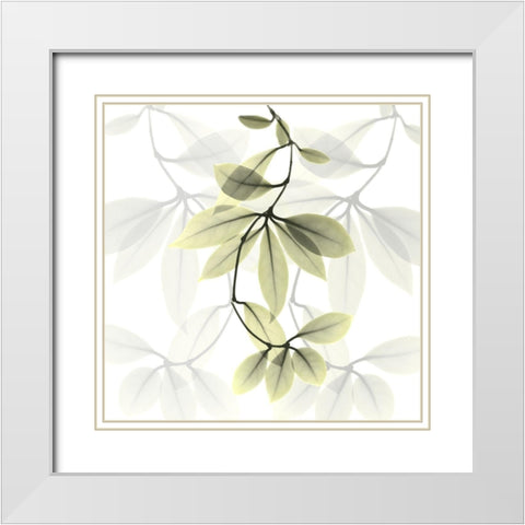 Overcoming Hoya Carnosa White Modern Wood Framed Art Print with Double Matting by Koetsier, Albert