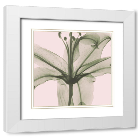 Entranced Lily White Modern Wood Framed Art Print with Double Matting by Koetsier, Albert