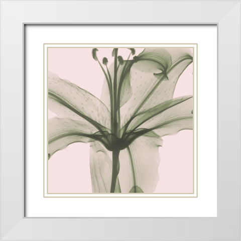 Entranced Lily White Modern Wood Framed Art Print with Double Matting by Koetsier, Albert