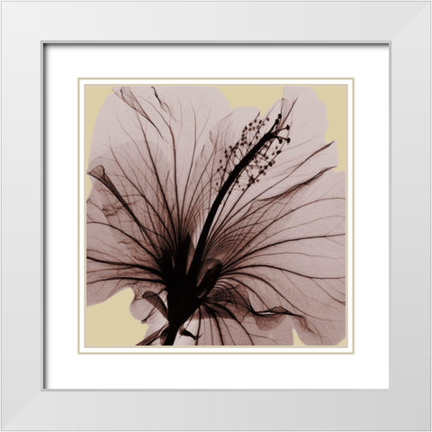 Spring Hibiscus White Modern Wood Framed Art Print with Double Matting by Koetsier, Albert