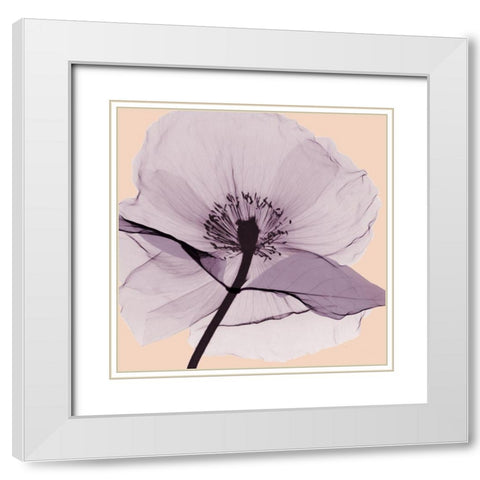 Lavender Love White Modern Wood Framed Art Print with Double Matting by Koetsier, Albert