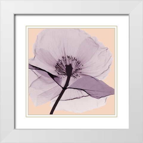 Lavender Love White Modern Wood Framed Art Print with Double Matting by Koetsier, Albert