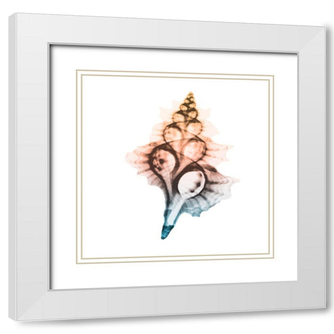 Morning Sea Shells 2 White Modern Wood Framed Art Print with Double Matting by Koetsier, Albert