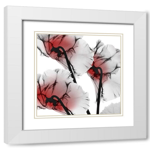 Crimson Luster Cyclamen White Modern Wood Framed Art Print with Double Matting by Koetsier, Albert