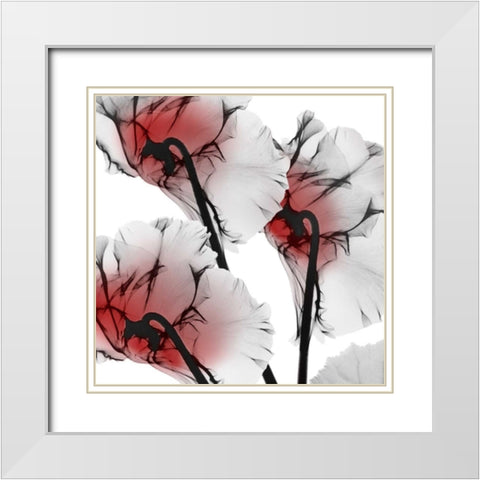 Crimson Luster Cyclamen White Modern Wood Framed Art Print with Double Matting by Koetsier, Albert