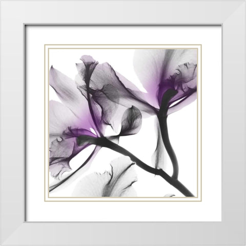 Lavender Luster 1 White Modern Wood Framed Art Print with Double Matting by Koetsier, Albert