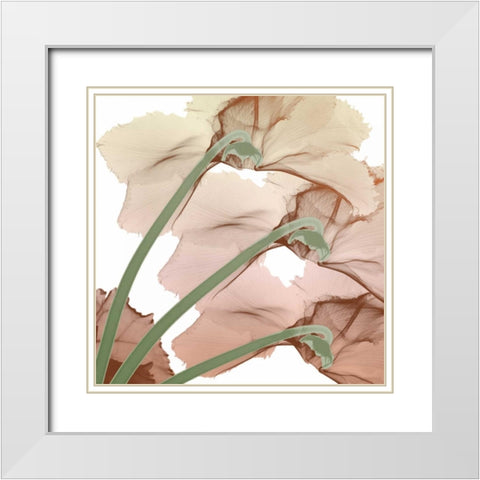 Peach Luster Cyclamen 1 White Modern Wood Framed Art Print with Double Matting by Koetsier, Albert