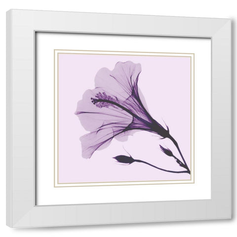 Lavender Passion Hibiscus White Modern Wood Framed Art Print with Double Matting by Koetsier, Albert