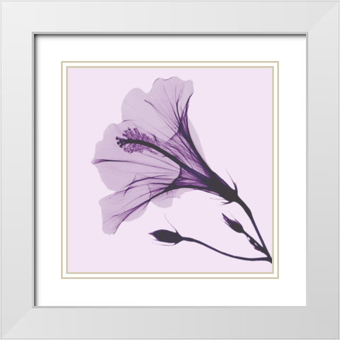 Lavender Passion Hibiscus White Modern Wood Framed Art Print with Double Matting by Koetsier, Albert