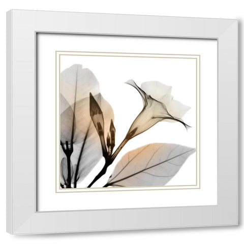 Sunrise Mandelilla White Modern Wood Framed Art Print with Double Matting by Koetsier, Albert