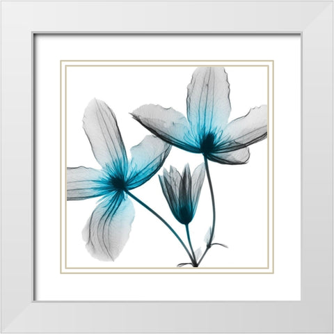 Vibrant Clematis White Modern Wood Framed Art Print with Double Matting by Koetsier, Albert