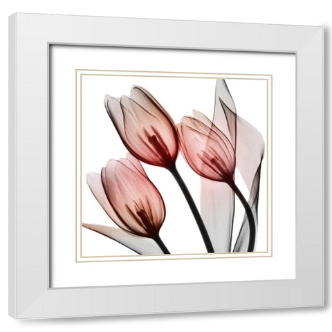 Splendid Tulips White Modern Wood Framed Art Print with Double Matting by Koetsier, Albert