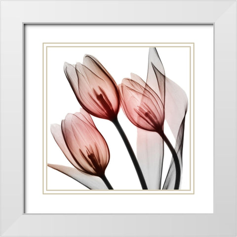 Splendid Tulips White Modern Wood Framed Art Print with Double Matting by Koetsier, Albert