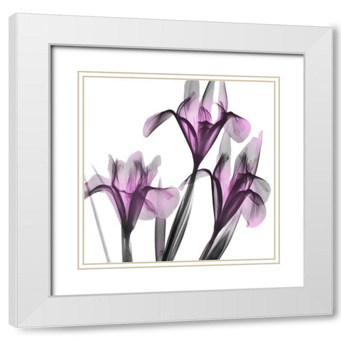 Dazzling Iris White Modern Wood Framed Art Print with Double Matting by Koetsier, Albert